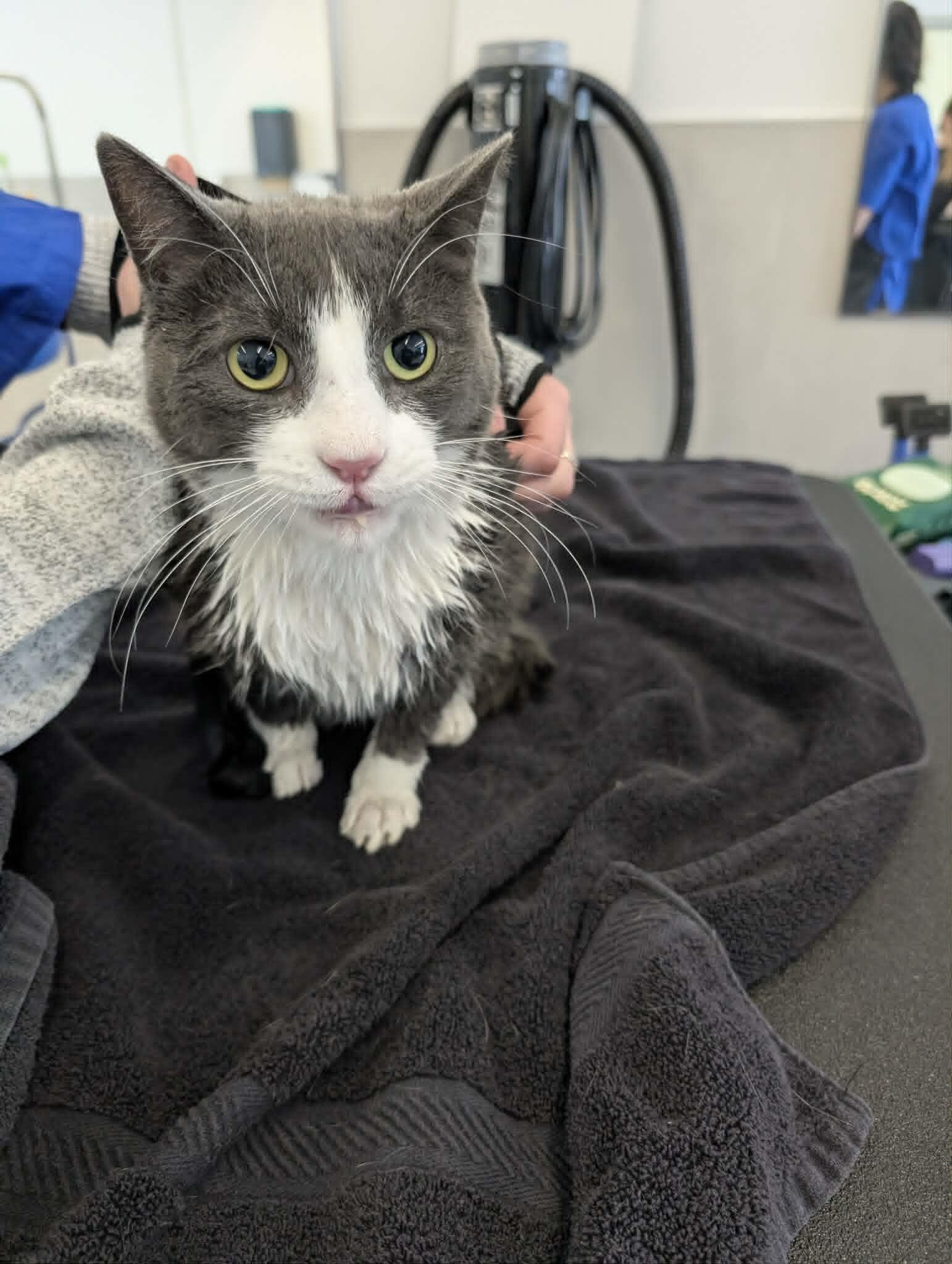 Pet Grooming Cat.jpg