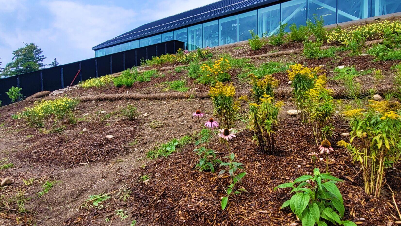 Pollinator garden.jpg